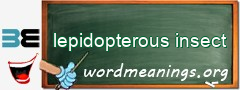 WordMeaning blackboard for lepidopterous insect